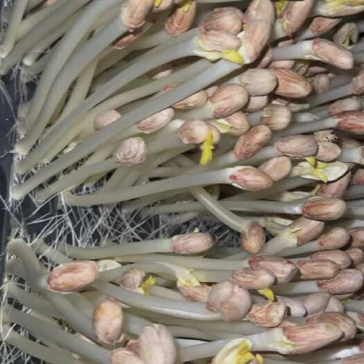 高邮市【自产自销】新鲜食花生芽花生芽新鲜发货，农家自种，支持一件起