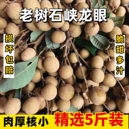 三亚现摘海南龙眼果肉厚紧致基地直供现货秒发