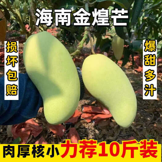 现摘海南三亚南田金煌芒基地直供对接直播电商现货秒发批