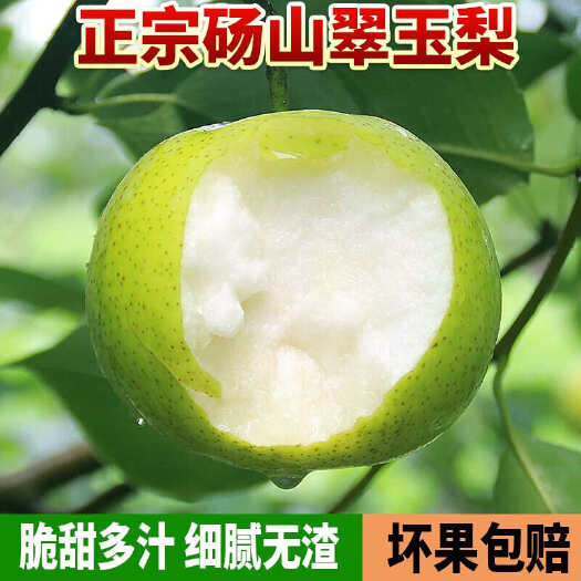 砀山县安徽砀山酥梨砀山苏翠一号酥梨青皮酥梨5斤/9斤当季新鲜水果