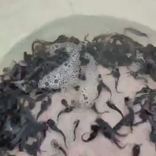 南宁一斤300左右的苗急售
