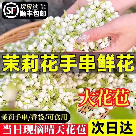 横县重瓣茉莉鲜花当日现摘晴天鲜花苞茉莉手串饰品可食用顺丰空运