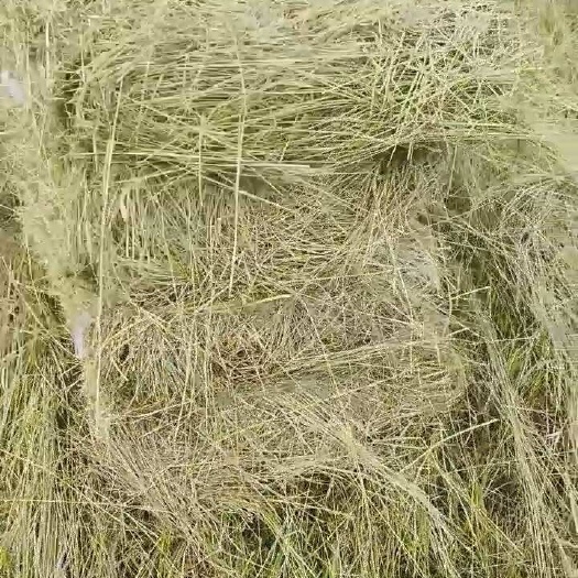 白城羊草海斯顿