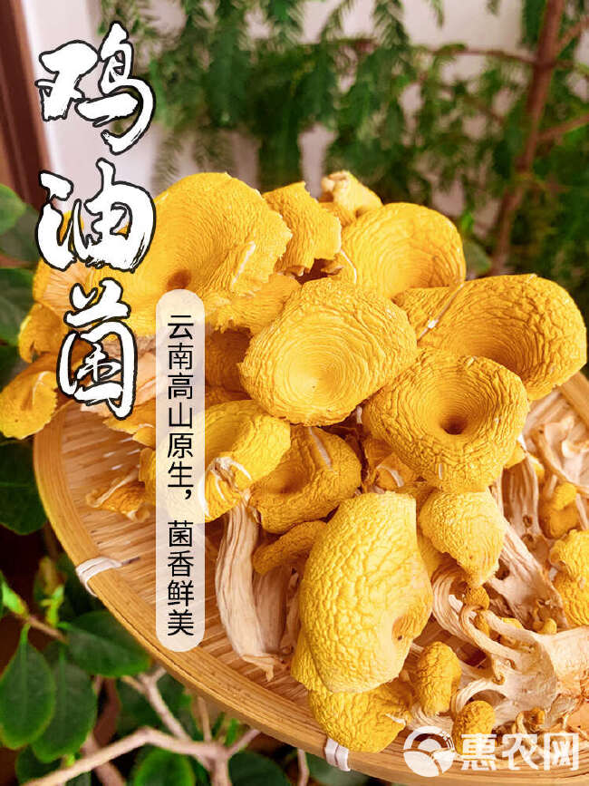 鸡油菌菌菇干货云南高山香菇菌土特产一手货源大货批发