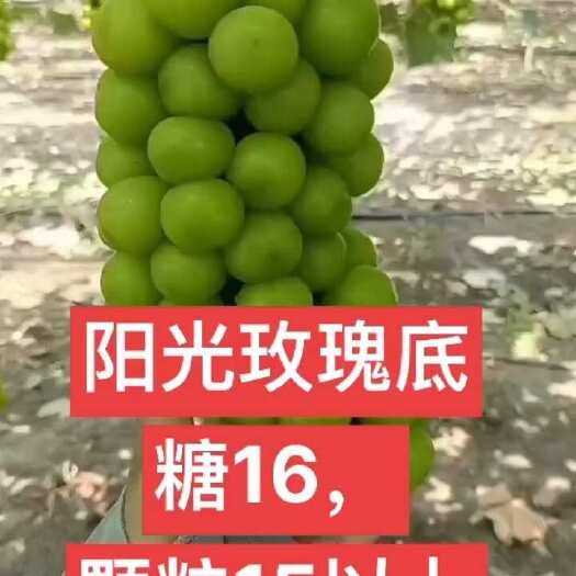 苏州葡萄阳光玫瑰