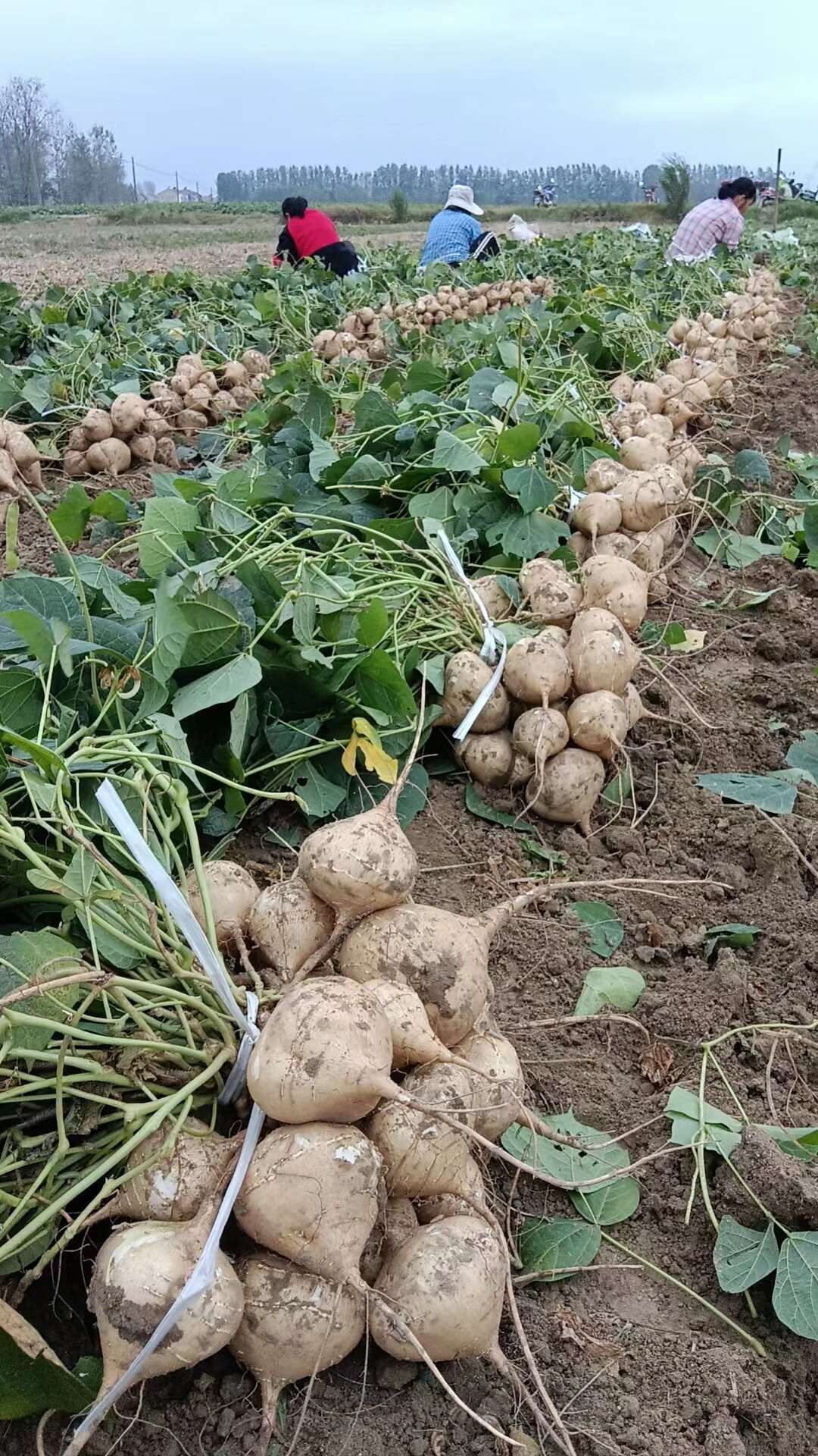 凉薯新鲜现挖白地瓜萝卜农家特产清甜水果沙葛土番薯白心即食