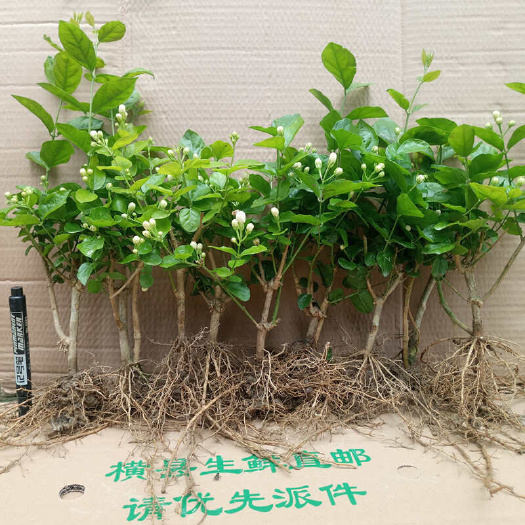 广西横县重瓣茉莉花老桩裸根苗盆苗窝苗带花苞发货顺丰发货