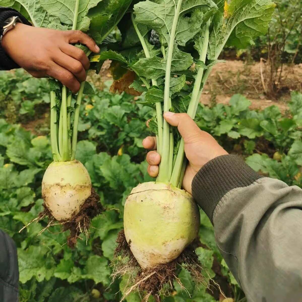 光頭芥菜種子 葉叢直立 大花葉型 肉根肥厚 耐旱耐寒