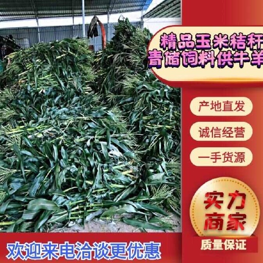 秸秆青贮 青储玉米 青储饲料 玉米秸秆 牛羊饲料