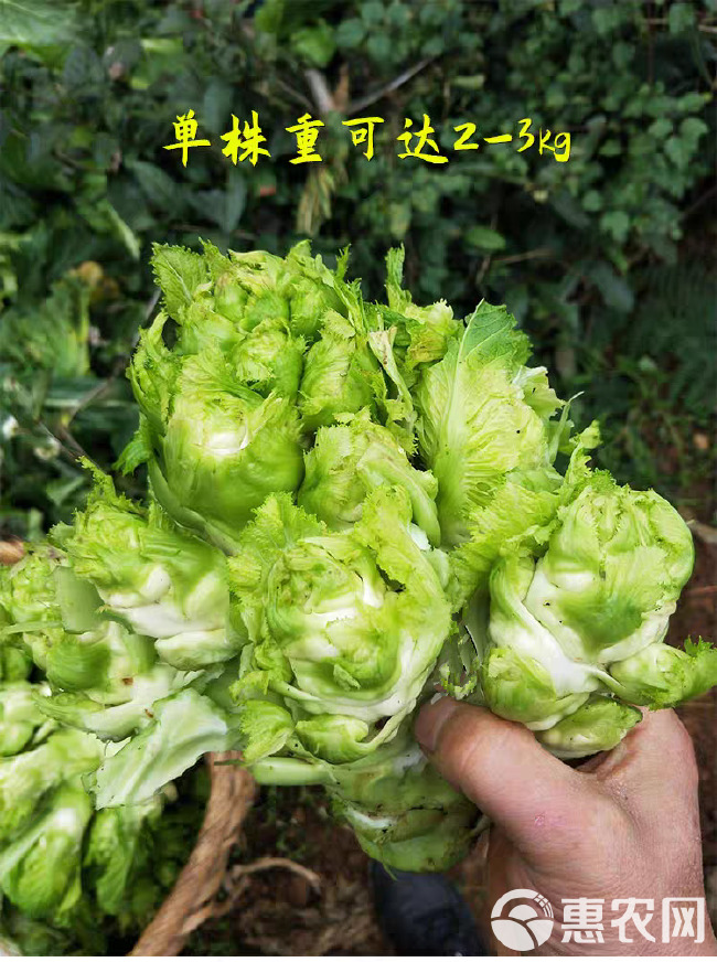 正早一号儿菜种子 早熟儿菜 茎皮绿肉白 秋冬儿菜种子