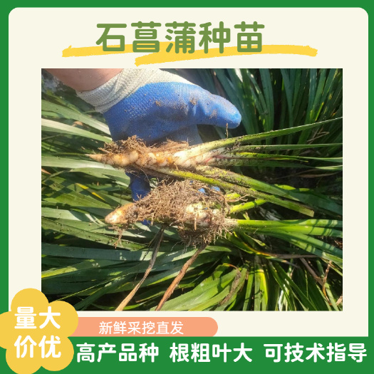 石菖蒲苗 石菖蒲种苗 菖蒲种苗 菖蒲成品 品种好 质量良好
