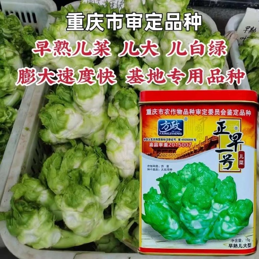 临澧县正早一号儿菜种子 早熟儿菜 茎皮绿肉白 秋冬儿菜种子