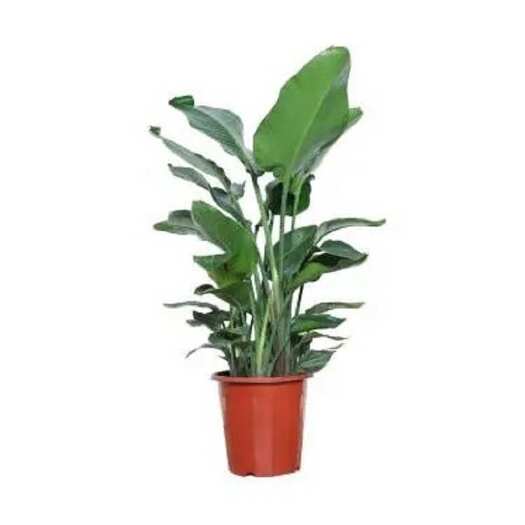 广州基地供应室内观叶绿植白花鹤望兰（天堂鸟）成品盆栽