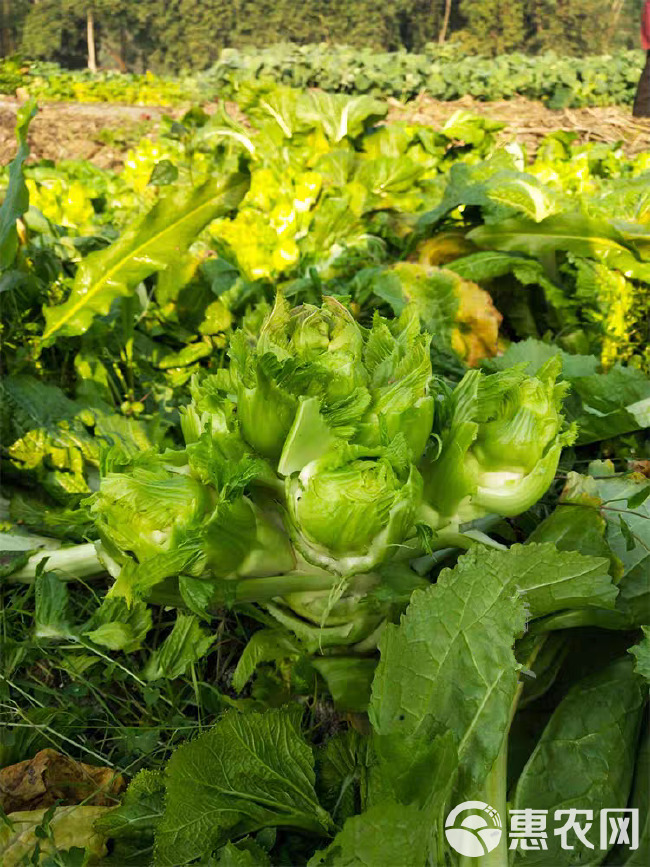 正早一号儿菜种子 早熟儿菜 茎皮绿肉白 秋冬儿菜种子