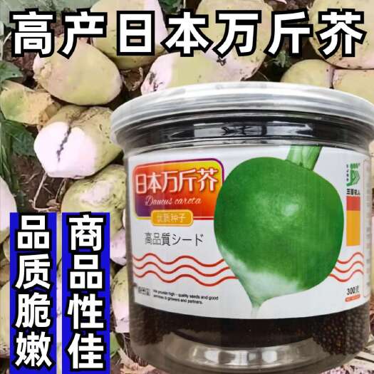 洛阳光头芥菜种子 叶丛直立 大花叶型 肉根肥厚 耐旱耐寒