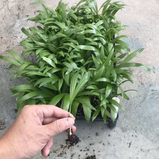 厂家大量供应室内观叶植物净化空气 散尾葵苗 园林种子种苗批发