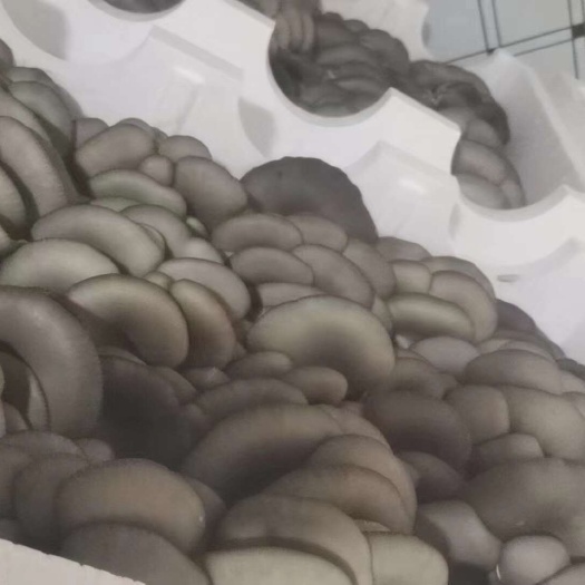 邯郸新鲜平菇蘑菇黑蘑菇无注水食用菌类基地发货批发价