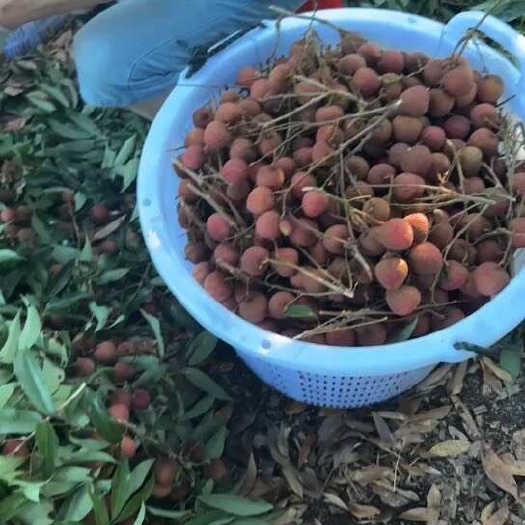 漳浦县荔枝