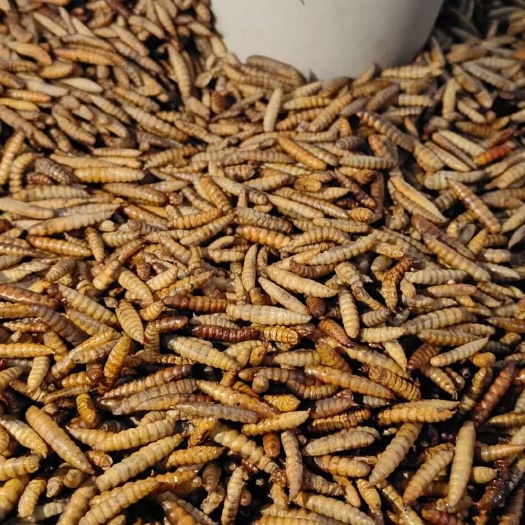 宁乡市黑水虻微波干虫仓鼠粮食花枝鼠刺猬饲料鸟饲料猫粮蛋白饲料