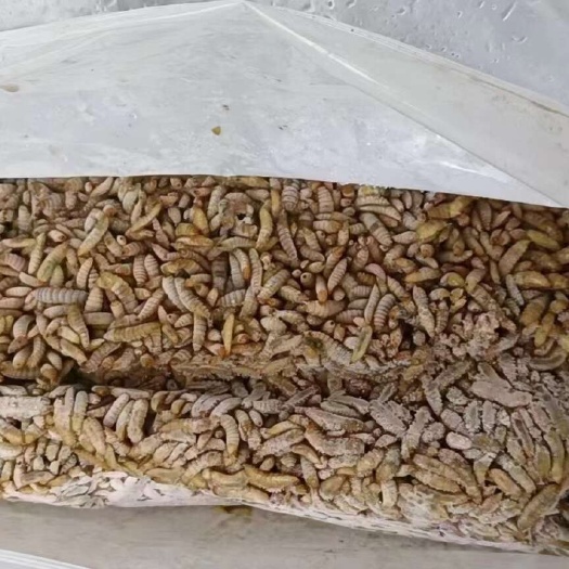 宁乡市黑水虻冻虫鱼饲料鲈鱼饲料黄骨鱼饲料甲鱼饲料