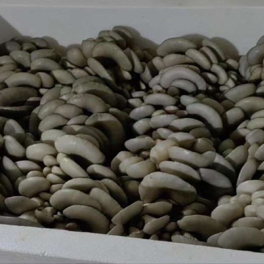 邯郸河北平菇无注水现摘现发新鲜蘑菇黑蘑菇食用菌类基地发货批发价