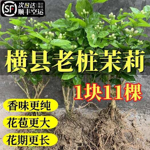 横州市广西横县重瓣茉莉花老桩裸根苗窝苗