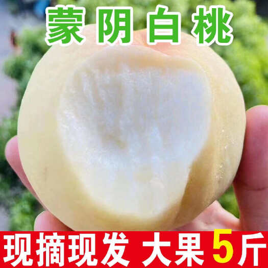 蒙阴县蒙阴白桃奶油白桃脆桃子水白玉蜜桃子当季应季毛桃代发