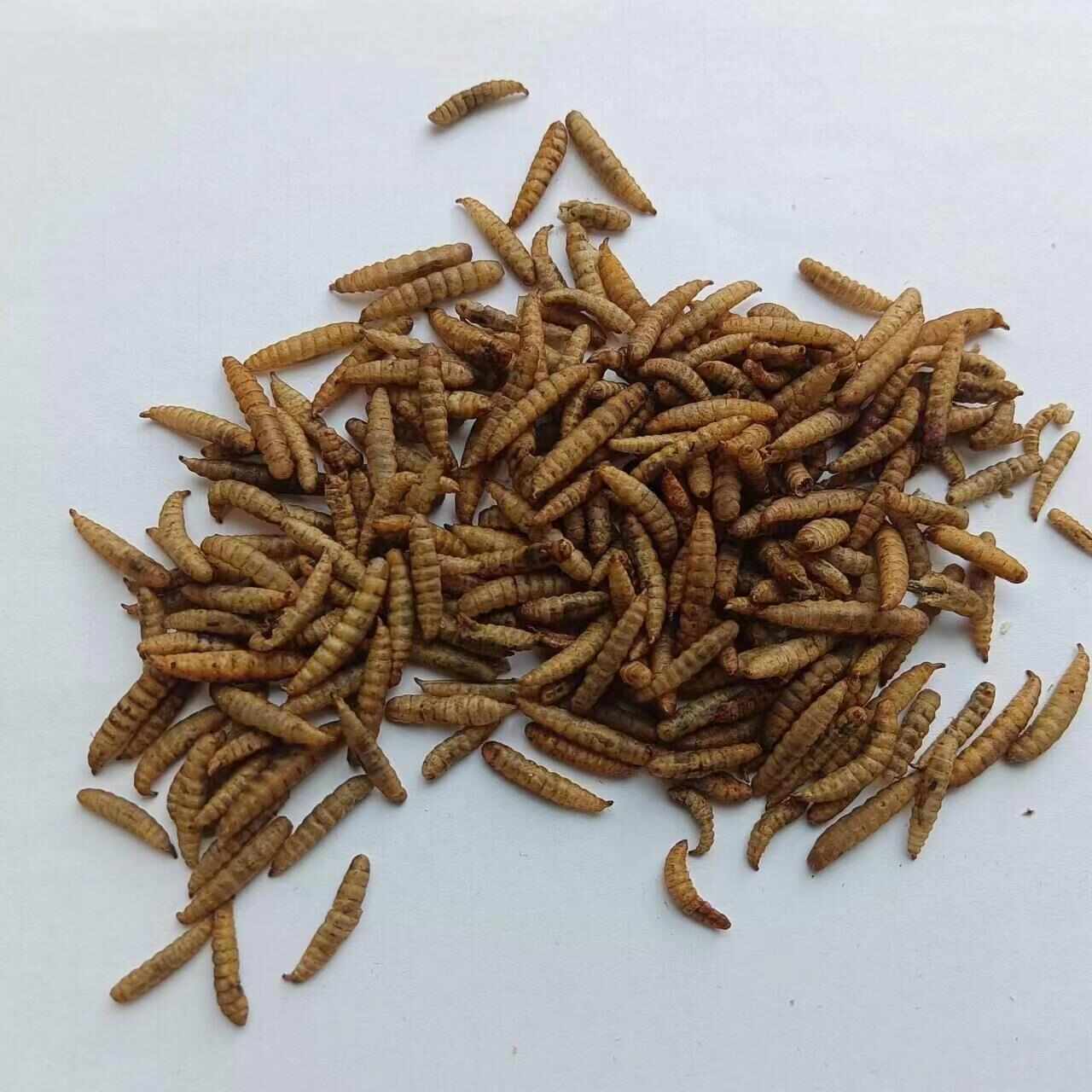黑水虻微波干虫纯豆渣饲喂非餐厨饲喂虫子吃餐厨长大鱼饲料鸟饲料