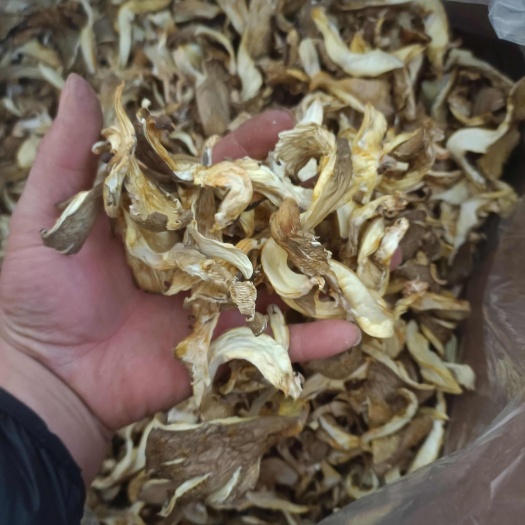 邯郸河北食用菌基地干平菇干货干蘑菇条纯净重无熏硫批发价