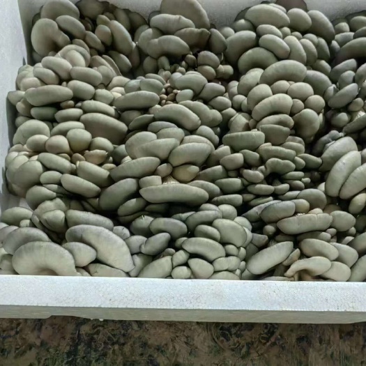 邯郸新鲜平菇蘑菇黑蘑菇食用菌类无注水现摘批发食用菌基地发货