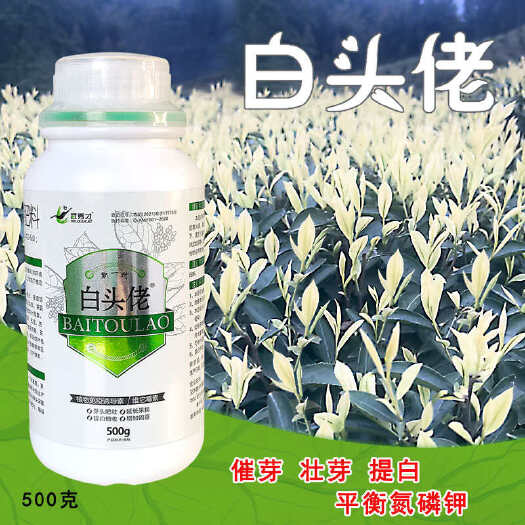 内乡县白茶茶树专用白头佬催芽防冻抗病叶面肥微生物菌剂正品