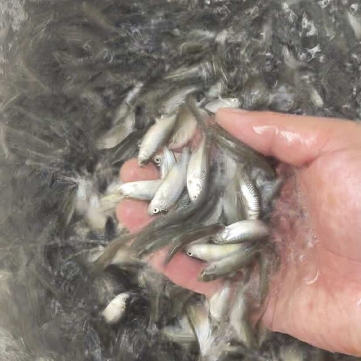 南宁赤眼鳟鱼苗