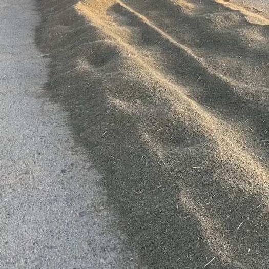 和静县孜然