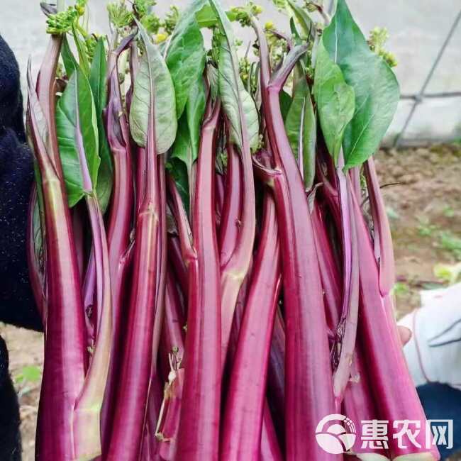 十月红菜苔种子 早熟65天 抗病耐寒 鲜红味甜 红菜心种子