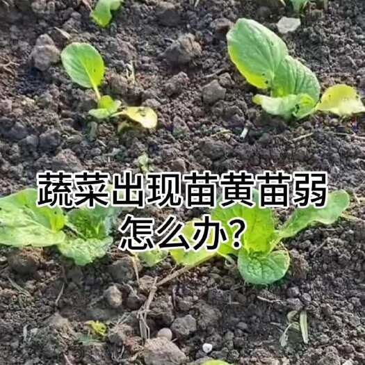 寿光市珺颜枯草芽孢杆菌防病抗病生根壮苗活化土壤抗重茬农作物专用正品