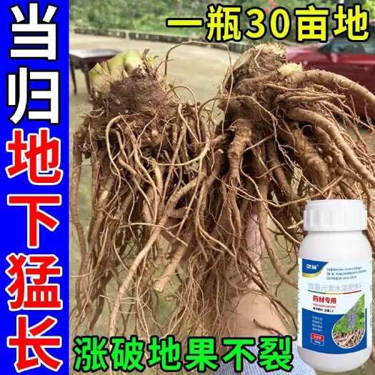 栾川县当归专用生根壮苗当归膨大素中药材地下根茎猛长抗病增产用叶面肥