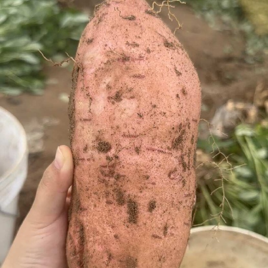 开封红薯