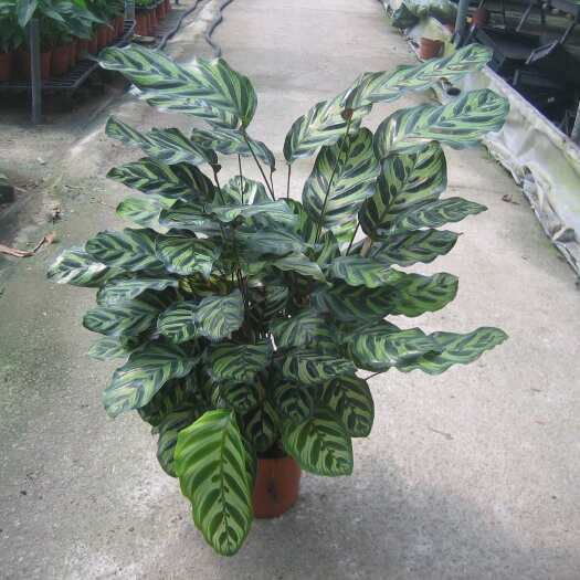 广州源头基地出售室内观赏植物  大盆孔雀竹芋5盆起 观叶盆栽花卉