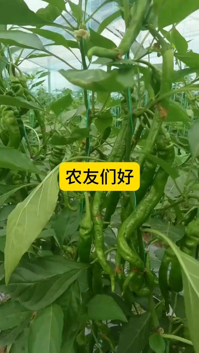 辣椒强力座果保花保果连续座果果实周正不畸形