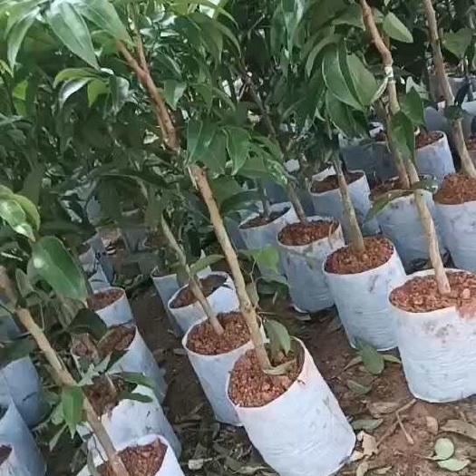 灵山县热门荔枝树荔枝王果大鲜甜质量高