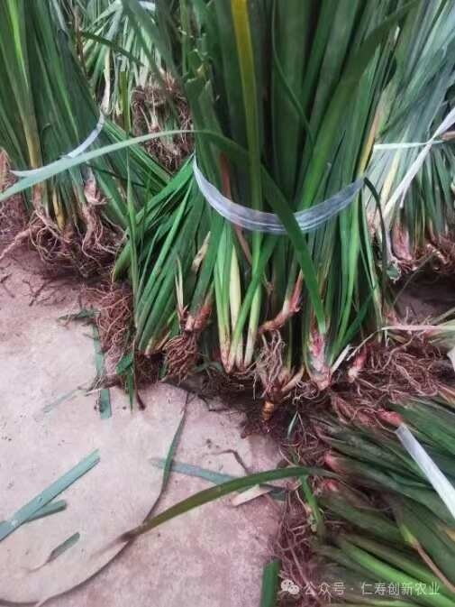 长沙石菖蒲种苗