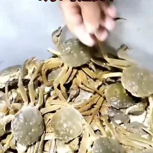 泗洪县六月黄大闸蟹螃蟹青蟹