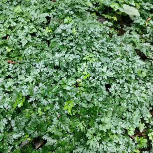 仁寿县川黄连大苗，种植技术免费提供，加工回收成品