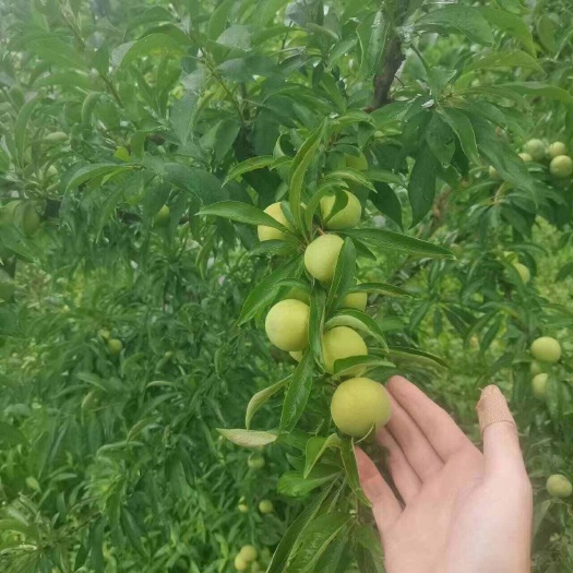 重庆市晚熟粉黛脆李子
