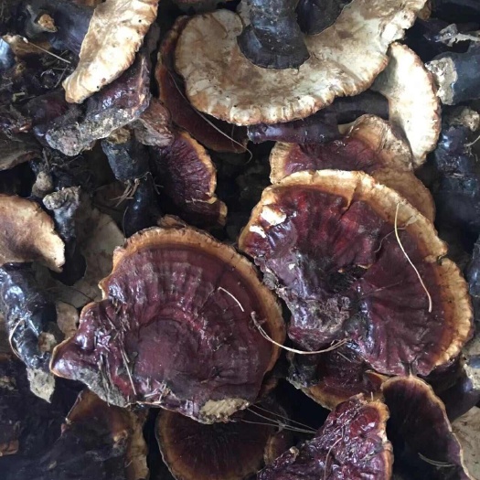 维西县白灵芝