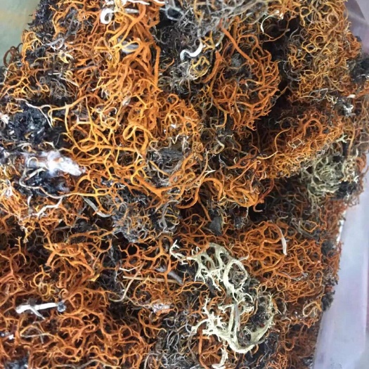 维西县红雪茶