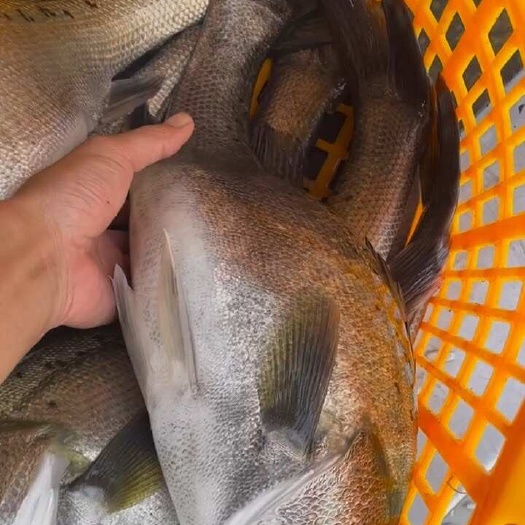 佛山大量出售各种规格海鲈鱼