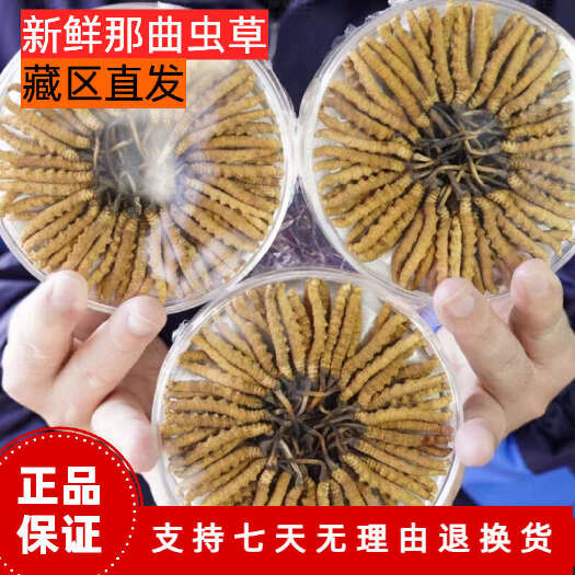 比如县【全国包邮】 西藏那曲 冬虫夏草 虫草 货源充足 品质保证