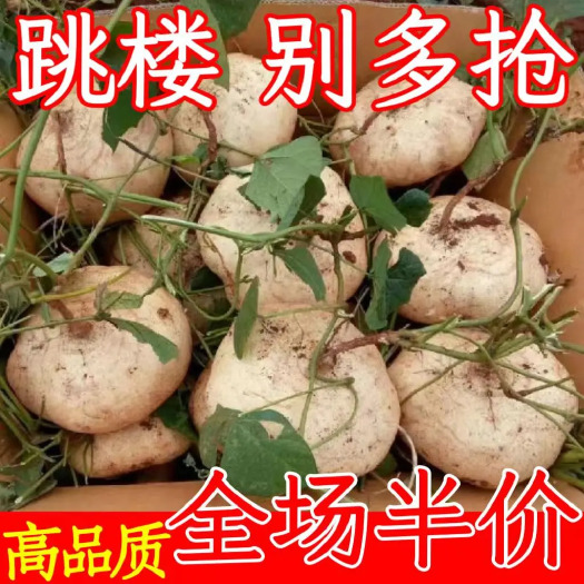 凉薯新鲜现挖农家生白地瓜水果沙葛土番薯土地萝卜当季蔬菜