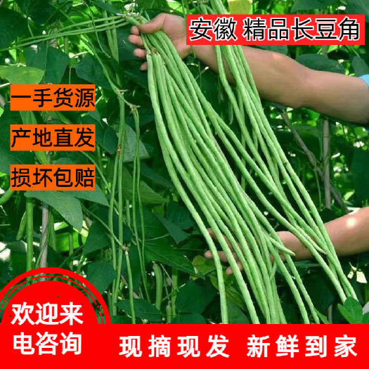宿州安徽新鲜上市2024年 精品青条豆角 长豇豆 豇豆角大量供应